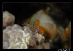 tiny fish  cca.1cm by Charly Kotnik 